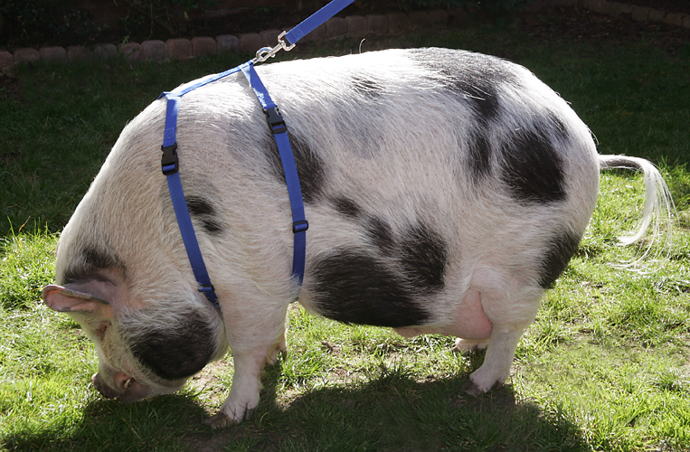 Piggy Harnesses Quality Handmade Piggy Harnesses