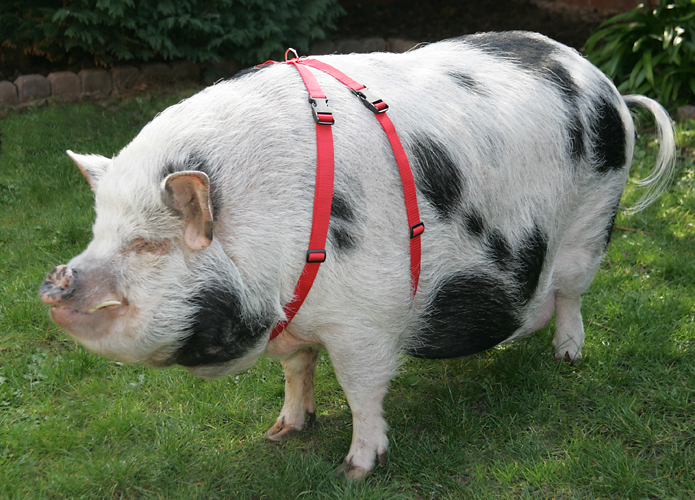 to Piggy Harnesses